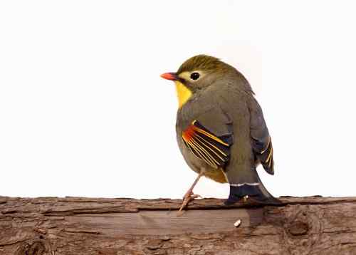 北京 二十几只林鸟