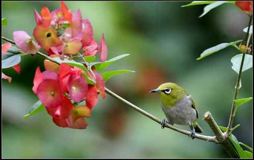 花鸟图:漂亮绣眼齐比美