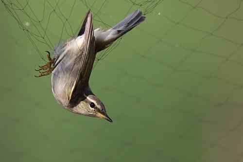 无助:鸟网中的鸟儿