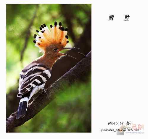 鸟类识别——戴胜