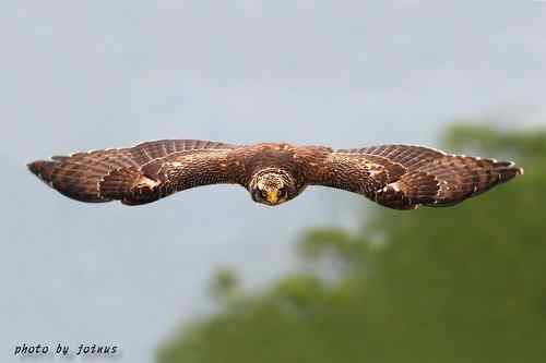 飛行及展翅之美