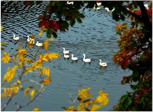 秋水白鹅