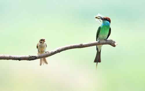 七月的蓝喉蜂虎