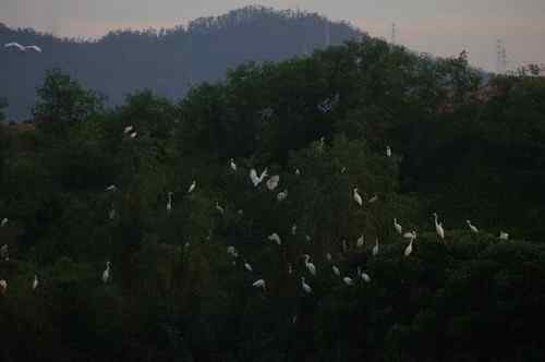 呼吁：珍惜深圳另一个“红树林”