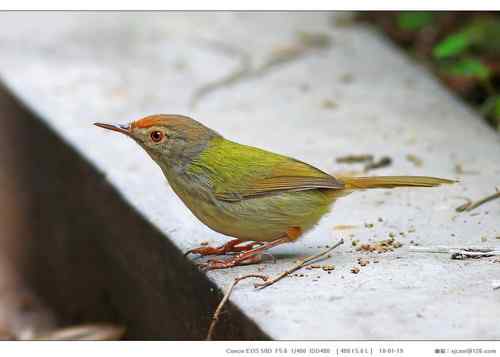 广东人观鸟散记