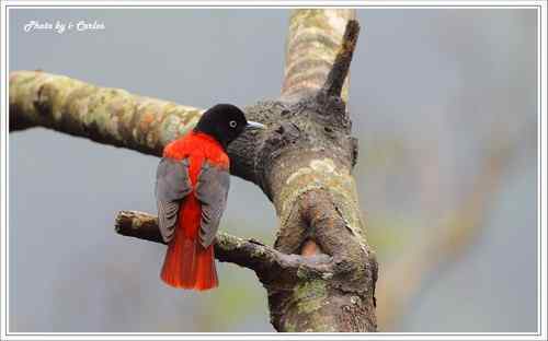 朱鸝 Maroon Oriole台灣特有亞種