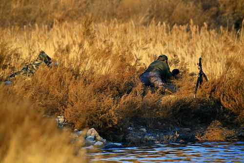 东方白鹳的致死 水质污染还是人为下毒？