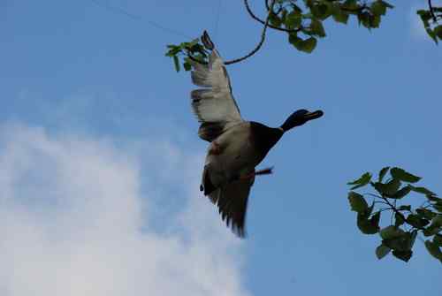 颐和园鸟人：绿头鸭蒙难获救记