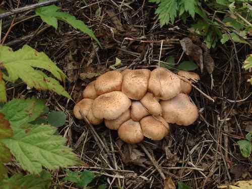 看看我长白山里的“宝贝”