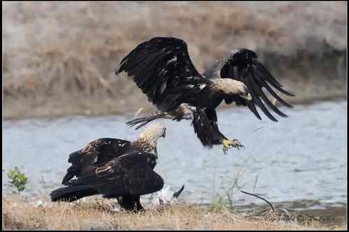 白肩鵰說…今日反嘴造早飯!!