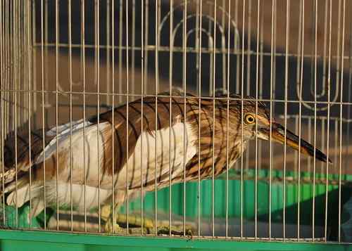 雏鸟池鹭获新生 雏鸟池鹭获新生