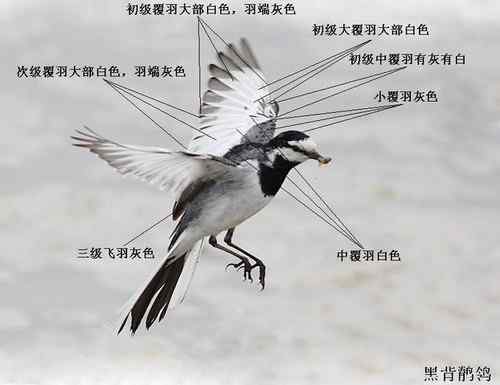 几种鹡鸰的辨别 几种鹡鸰的辨别