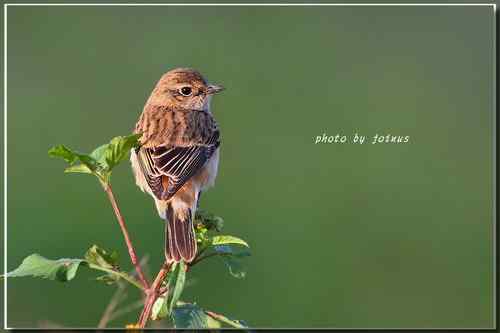黑喉鴝【组图】