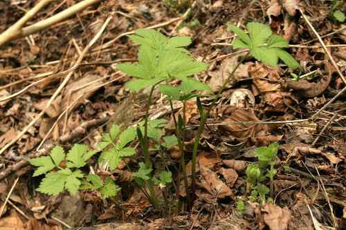 看看我长白山里的“宝贝”