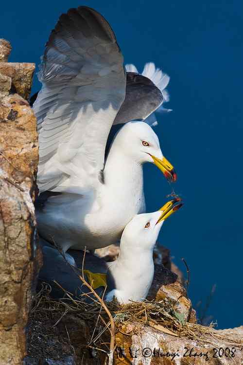 在美国几乎看不到的黑尾鸥