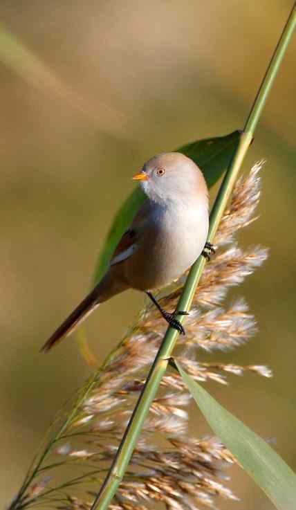 久久心仪的文须雀（续）