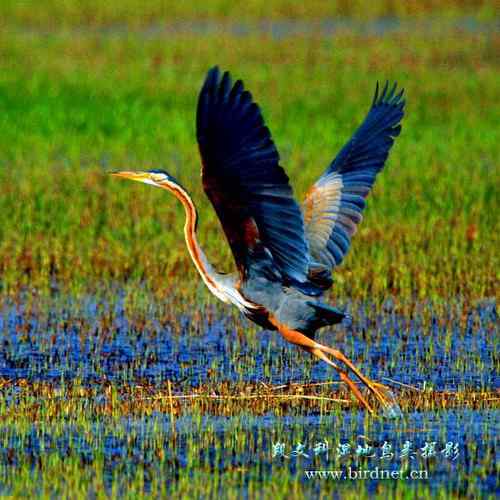 草鹭 鲜艳的色彩