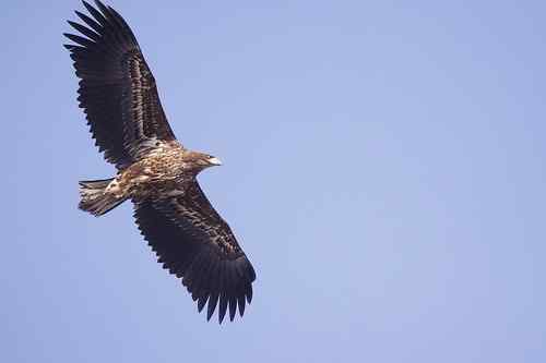 龙王庙死鸟事件初步调查