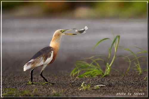 大快朵頤 爪哇池鷺 Javan Pond Heron