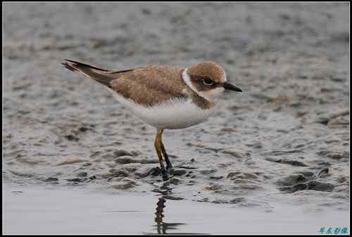 请教鸟名：亚成体金眶珩，还是铁嘴沙鸻非繁殖羽