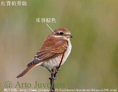 几种伯劳的识别