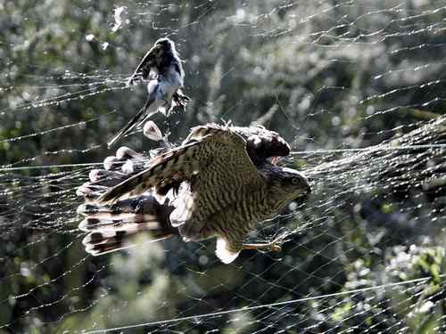 大连旅顺老铁山：发一组鸟友救鸟的照片