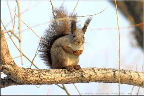 广东人观鸟散记