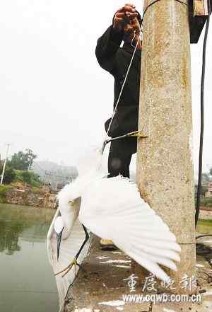 养殖户折断白鹭腿绑电杆上防其偷鱼