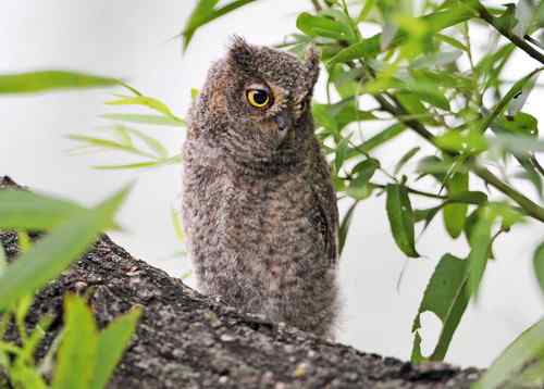 山西黎城 东方角鴞