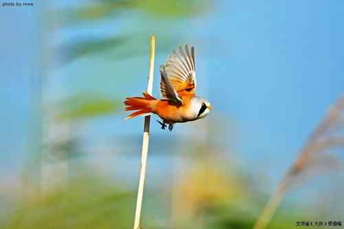 原画幅野生鸟类摄影俱乐部【精美组图】 原画幅野生鸟类摄影俱乐部【精美组图】