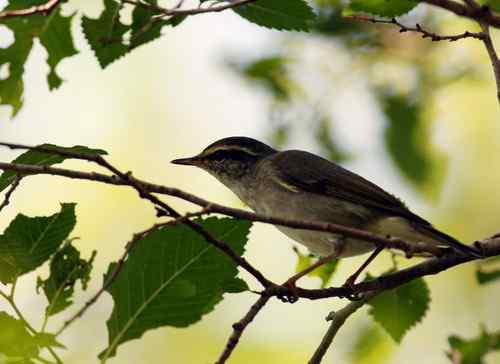 几种柳莺的鉴定