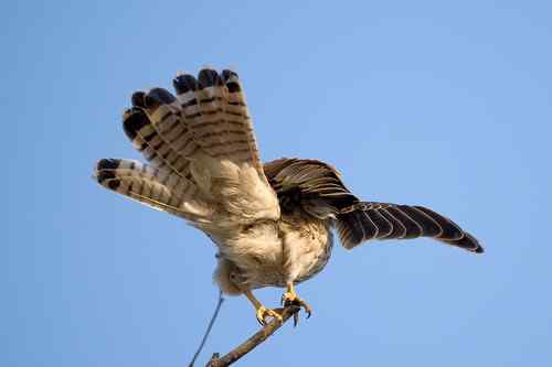 请版主帮助确认是红隼还是黄爪隼