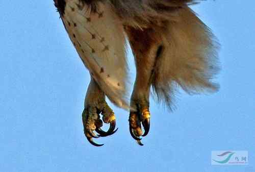 毛脚鵟与老鼠 请欣赏