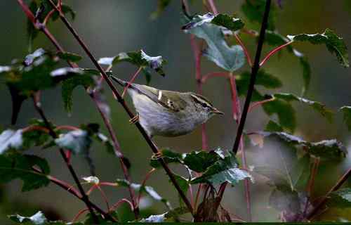 看看我长白山里的“宝贝”