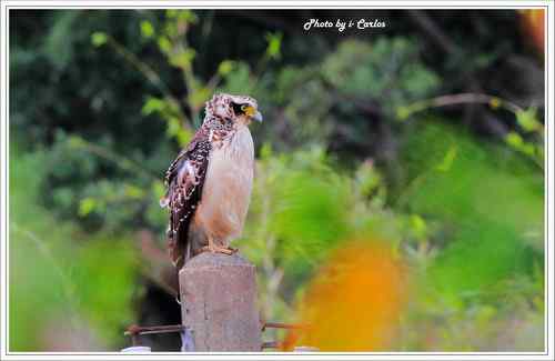 蛇雕 大冠鹫【组图】