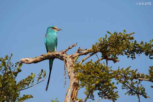 原画幅野生鸟类摄影俱乐部【精美组图】 原画幅野生鸟类摄影俱乐部【精美组图】