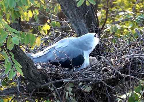 艰难生存的黑翅鸢