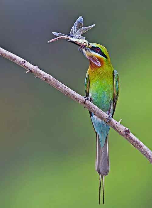 栗喉蜂虎和它的食谱