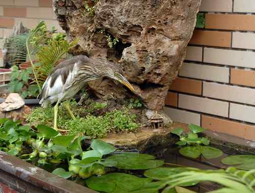 救护池鹭雏鸟的的两个月