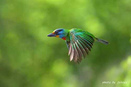 飛行及展翅之美