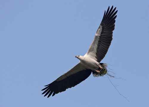 藍天白腹海鵰