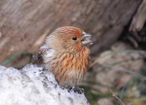 北京 二十几只林鸟