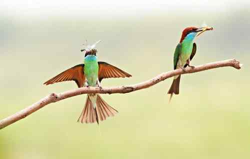 七月的蓝喉蜂虎