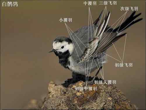 几种鹡鸰的辨别 几种鹡鸰的辨别