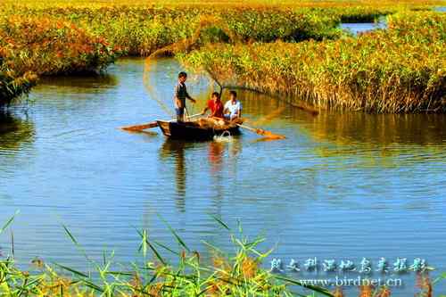鸟网创始人段文科湿地拍鸟生涯