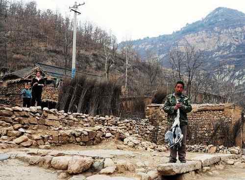 一只逝去的苍鹭