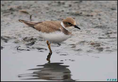 请教鸟名：亚成体金眶珩，还是铁嘴沙鸻非繁殖羽