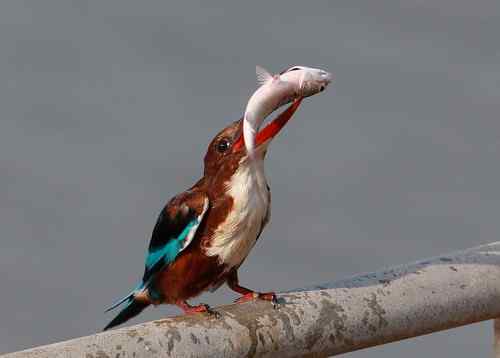 白胸今天抓了条大鱼