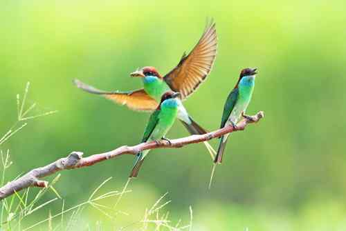 七月的蓝喉蜂虎