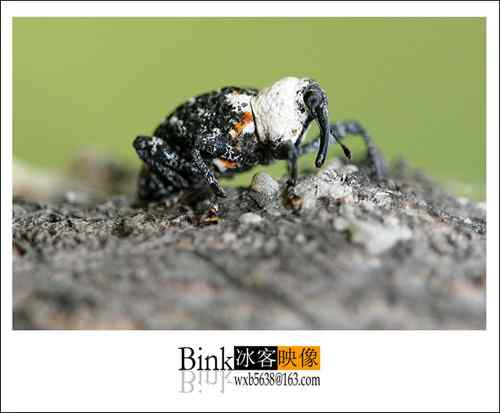 冰客的昆虫世界作品